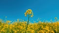 Rapeseed canola oilseed rape yellow flowers in cultivated field Royalty Free Stock Photo