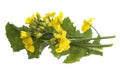 Rapeseed colza Brassica napus flowers Royalty Free Stock Photo