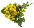Rapeseed colza Brassica napus flowers Royalty Free Stock Photo