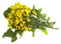 Rapeseed colza Brassica napus flowers Royalty Free Stock Photo