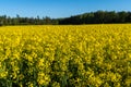 Rapeseed or colza Brassica napus golden field. Panoramic view of a yellow rapeseed field with a forest on the horizon.
