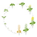 Rapeseed cycle of life. Oilseed plant round growth stages. Growing period steps. Brassica napus. Harvest animation