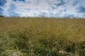 Rapeseed farming culture, rape agricultural, rapeseed field Royalty Free Stock Photo