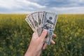 Rapeseed farming profit, farmer holding american dollars in hand in cultivated Brassica napus field