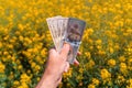 Rapeseed farming profit, farmer holding american dollars in hand in cultivated Brassica napus field