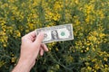 Rapeseed farming profit, farmer holding american dollars in hand in cultivated Brassica napus field