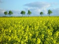 Rapeseed field