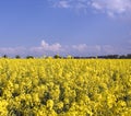 Rapeseed field Royalty Free Stock Photo