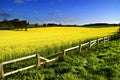 Rapeseed field Royalty Free Stock Photo