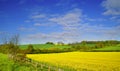 Rapeseed field 2 Royalty Free Stock Photo