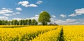 Rapeseed Field