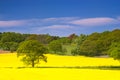 Rapeseed field