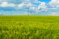 Yellow rapeseed field, blue sky and white clouds. beautiful scenery Royalty Free Stock Photo