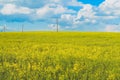 Yellow rapeseed field, blue sky and white clouds. Spring landscape. Royalty Free Stock Photo