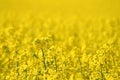 Rapeseed field Royalty Free Stock Photo