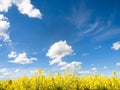 Rapeseed field