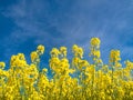 Rapeseed field