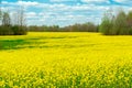 Rapeseed field in the afternoon. Yellow flowers and blue sky with clouds Royalty Free Stock Photo