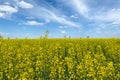 A rapeseed field against a blue sky showing the flag of Ukraine, a symbol of Ukraine