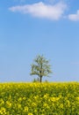 Rapeseed field with apple tree and blue sky