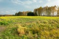 Rapeseed field and autumn trees on a clear day Royalty Free Stock Photo