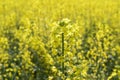 Rapeseed field. Background of blossoms. Flowering on the field. Royalty Free Stock Photo