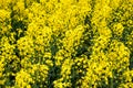 Rapeseed field. Background of blossoms. Flowering on the field. Royalty Free Stock Photo