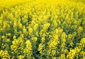 Rapeseed field. Background of blossoms. Flowering on the field. Royalty Free Stock Photo