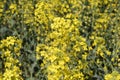 Rapeseed field. Background of blossoms. Flowering on the field. Royalty Free Stock Photo