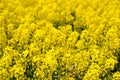 Rapeseed field. Background of blossoms. Flowering on the field. Royalty Free Stock Photo