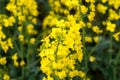 Rapeseed field. Background of blossoms. Flowering on the field. Royalty Free Stock Photo