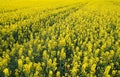 Rapeseed field. Background of blossoms. Flowering on the field. Royalty Free Stock Photo