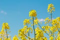 Rapeseed field, blooming canola flowers close-up against blue sky background. Bright yellow rapeseed oil. Flowering Royalty Free Stock Photo