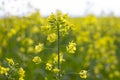 Rapeseed field, blooming canola flowers close-up. Bright yellow rapeseed oil Royalty Free Stock Photo