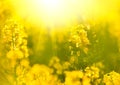 Rapeseed field, blooming canola flowers