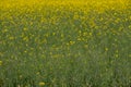 Blooming rapeseed culture on a summer sunny day Royalty Free Stock Photo