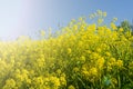 Rapeseed field, blooming rapeseed flowers close. Bright yellow rapeseed oil. Blooming rapeseed