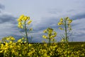 The rapeseed field blooms with bright yellow flowers on blue sky in Ukraine. Closeup Royalty Free Stock Photo