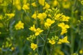 The rapeseed field blooms with bright yellow flowers on blue sky in Ukraine. Closeup Royalty Free Stock Photo