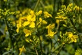 The rapeseed field blooms with bright yellow flowers on blue sky in Ukraine. Closeup Royalty Free Stock Photo