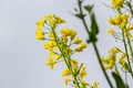 The rapeseed field blooms with bright yellow flowers on blue sky in Ukraine. Closeup Royalty Free Stock Photo