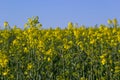 The rapeseed field blooms with bright yellow flowers on blue sky in Ukraine. Closeup Royalty Free Stock Photo