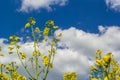 The rapeseed field blooms with bright yellow flowers on blue sky in Ukraine. Closeup Royalty Free Stock Photo