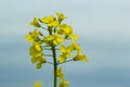 The rapeseed field blooms with bright yellow flowers on blue sky in Ukraine. Closeup Royalty Free Stock Photo