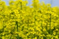 The rapeseed field blooms with bright yellow flowers on blue sky in Ukraine. Closeup Royalty Free Stock Photo