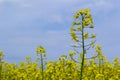 The rapeseed field blooms with bright yellow flowers on blue sky in Ukraine. Closeup Royalty Free Stock Photo