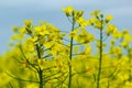 The rapeseed field blooms with bright yellow flowers on blue sky in Ukraine. Closeup Royalty Free Stock Photo