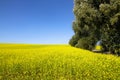 Rapeseed field with blossoming yellow canola flowers genus Brassica and trees on the side of the frame during a sunny summer day