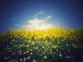 Rapeseed field and blue sky, beautiful spring day Royalty Free Stock Photo