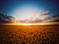 Rapeseed field and blue sky, beautiful sunset Royalty Free Stock Photo